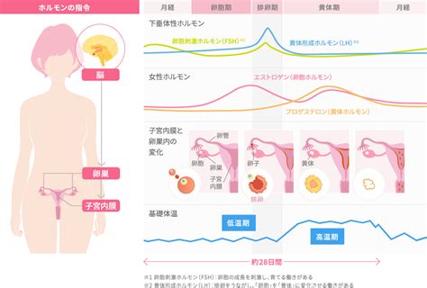 男 くびれ 女性ホルモン|エストロゲン (女性ホルモン）と男性の関わり